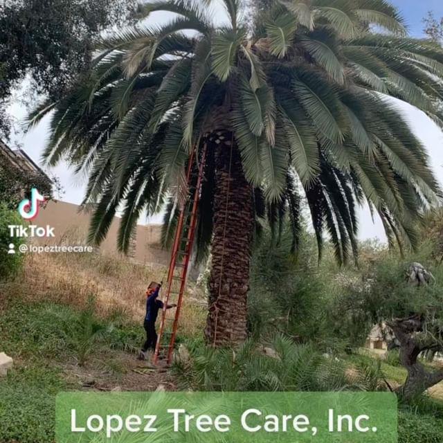 Images Lopez Tree Care Inc