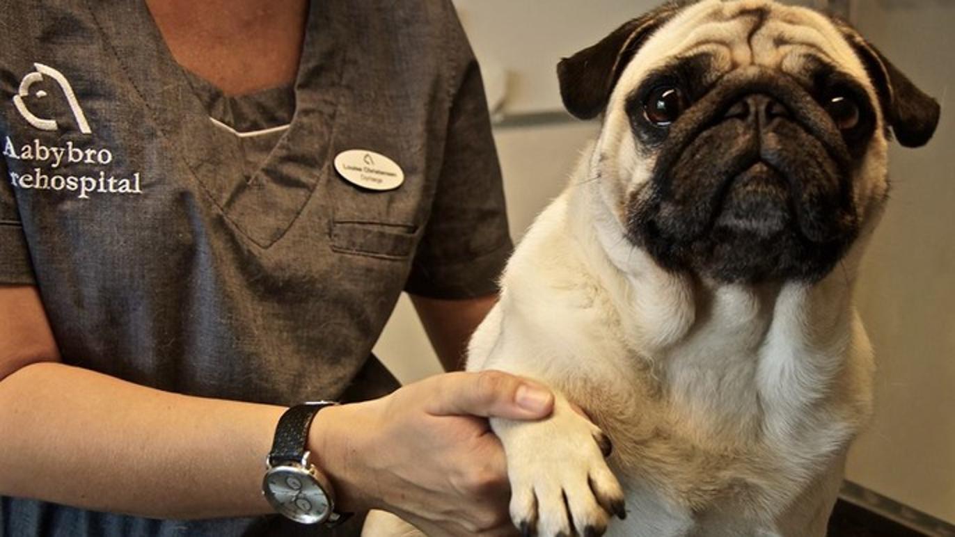 Images Aabybro Dyrehospital ApS