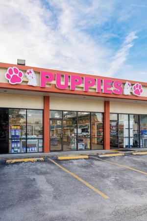 Images Forever Love Puppies North Miami