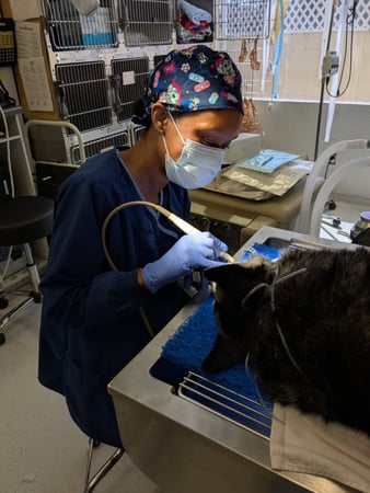 Images VCA College Park - Ana Brook Animal Hospital