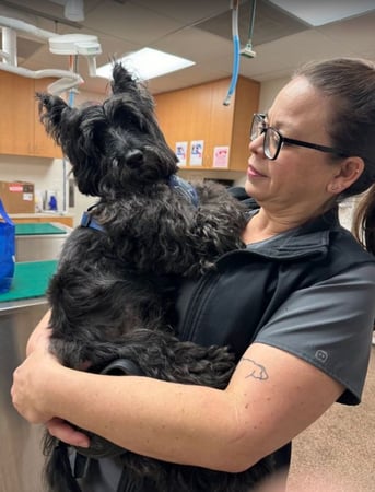 Images VCA Laguna Niguel Animal Hospital
