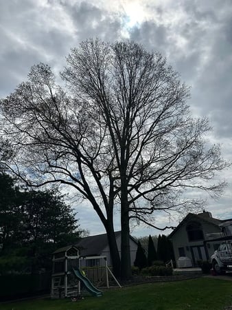 Images Upper Bay Arborist