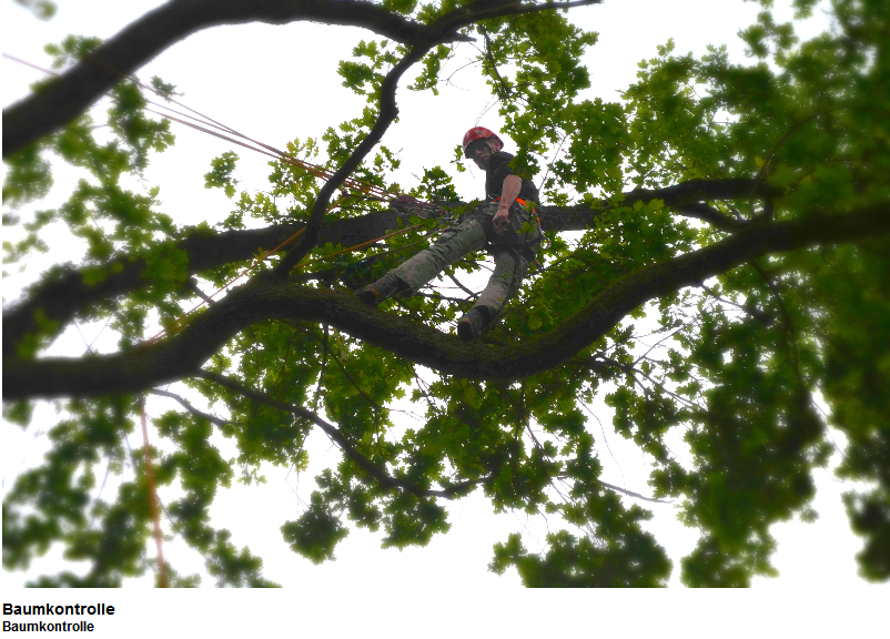 BaumWick Baumpflege, Gipsstrasse 2 in Ehrendingen