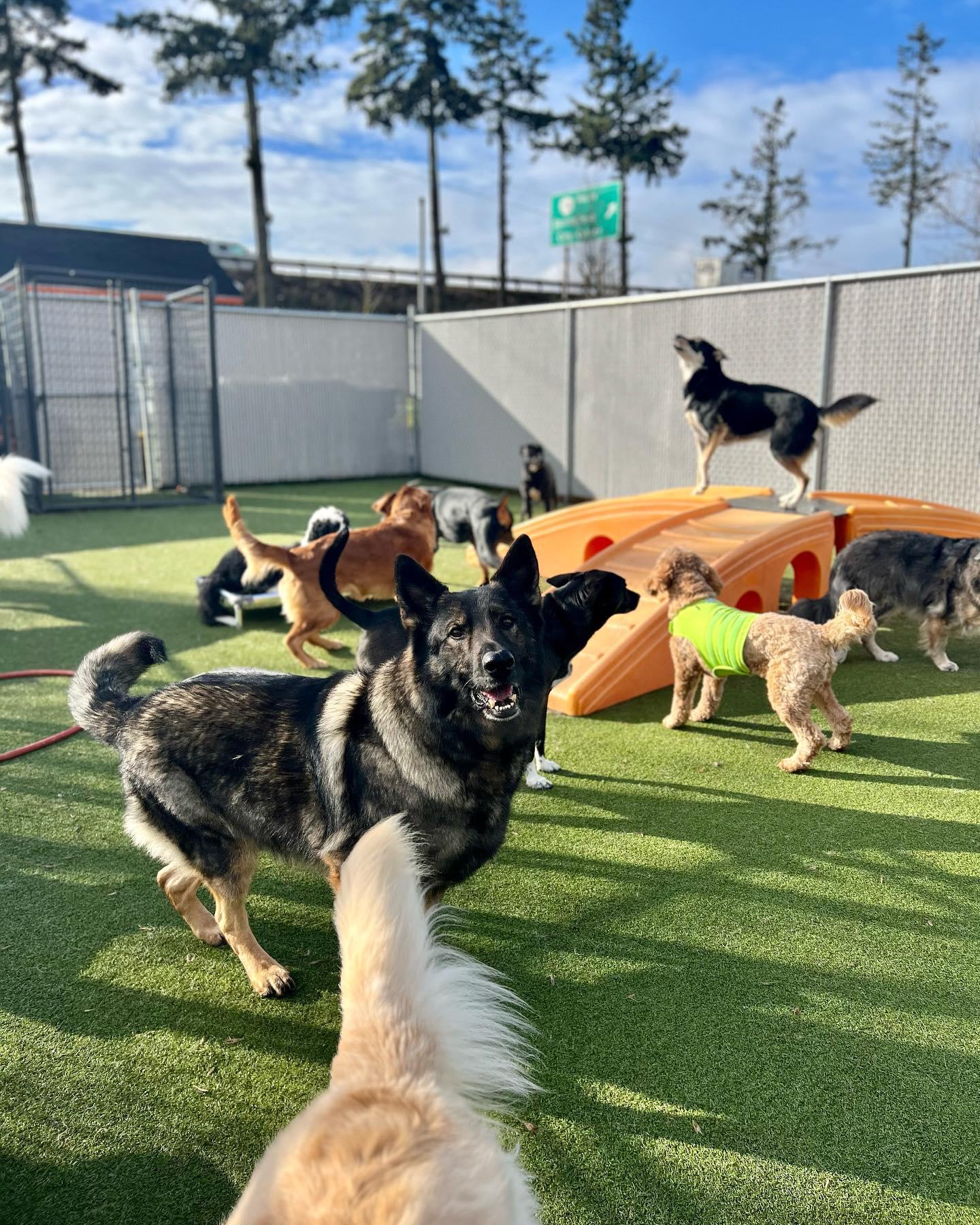Luckydog Day & Night Care, a dog daycare in Springfield, OR