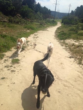 Images Del Mar Doggers dog walking, dog sitting, overnight stays