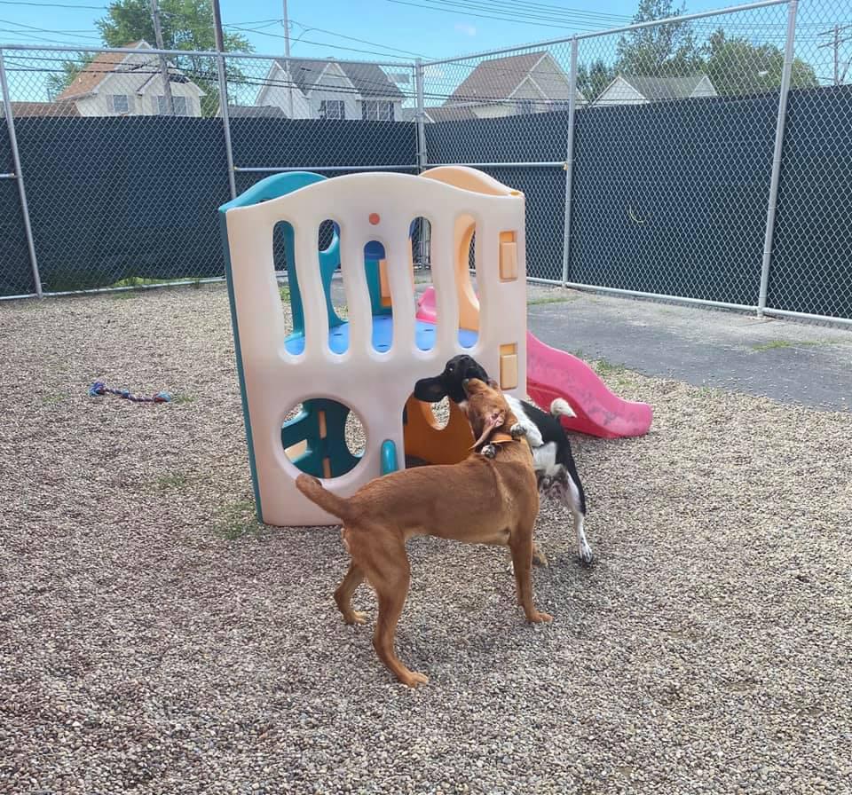 Creature Comforts Pet Resort