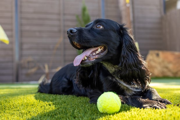 Images Waterloo Turf Waco