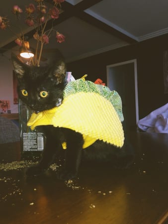 Images Melrose La Brea Animal Hospital