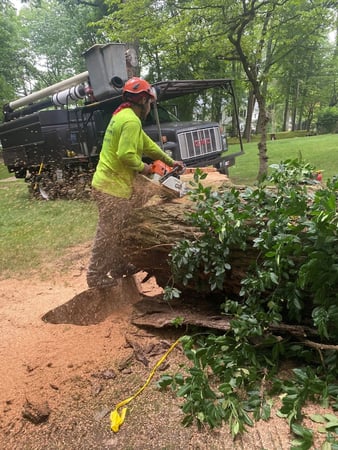 Images Vivar Tree Services