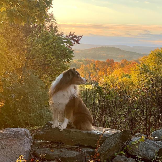 Images Canine Synergy LLC