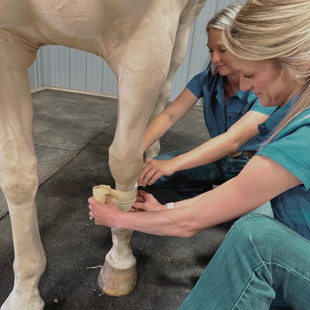 Images FULL CIRCLE EQUINE VETERINARY SERVICES