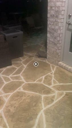 Images Omega Animal Removal Dallas