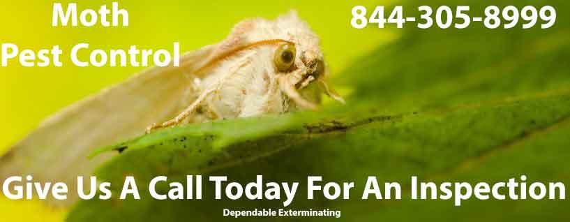 Webbing Clothes Moth Dependable Exterminating Co., Inc. New York (718)824-4444