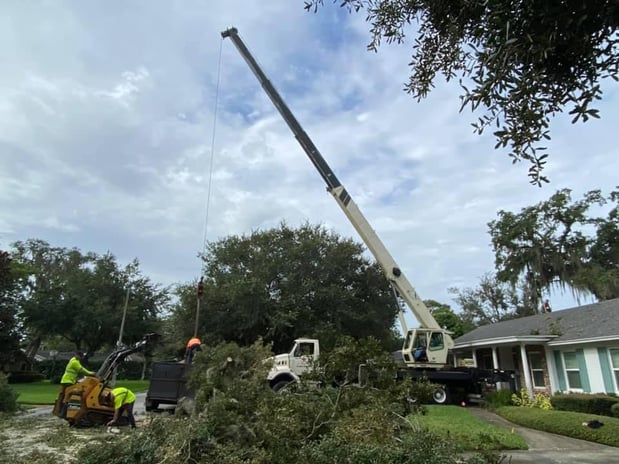 Images Tree Amigos Orlando