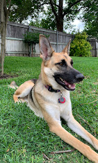 Images Dog Pawpa K9 Connection