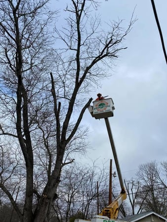 Images Texas Tree Service