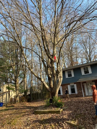 Images Z&M Tree Service TN