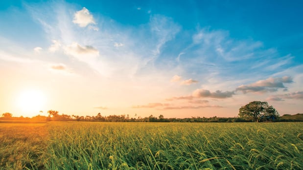 Images Toll Brothers at Woodland Estates