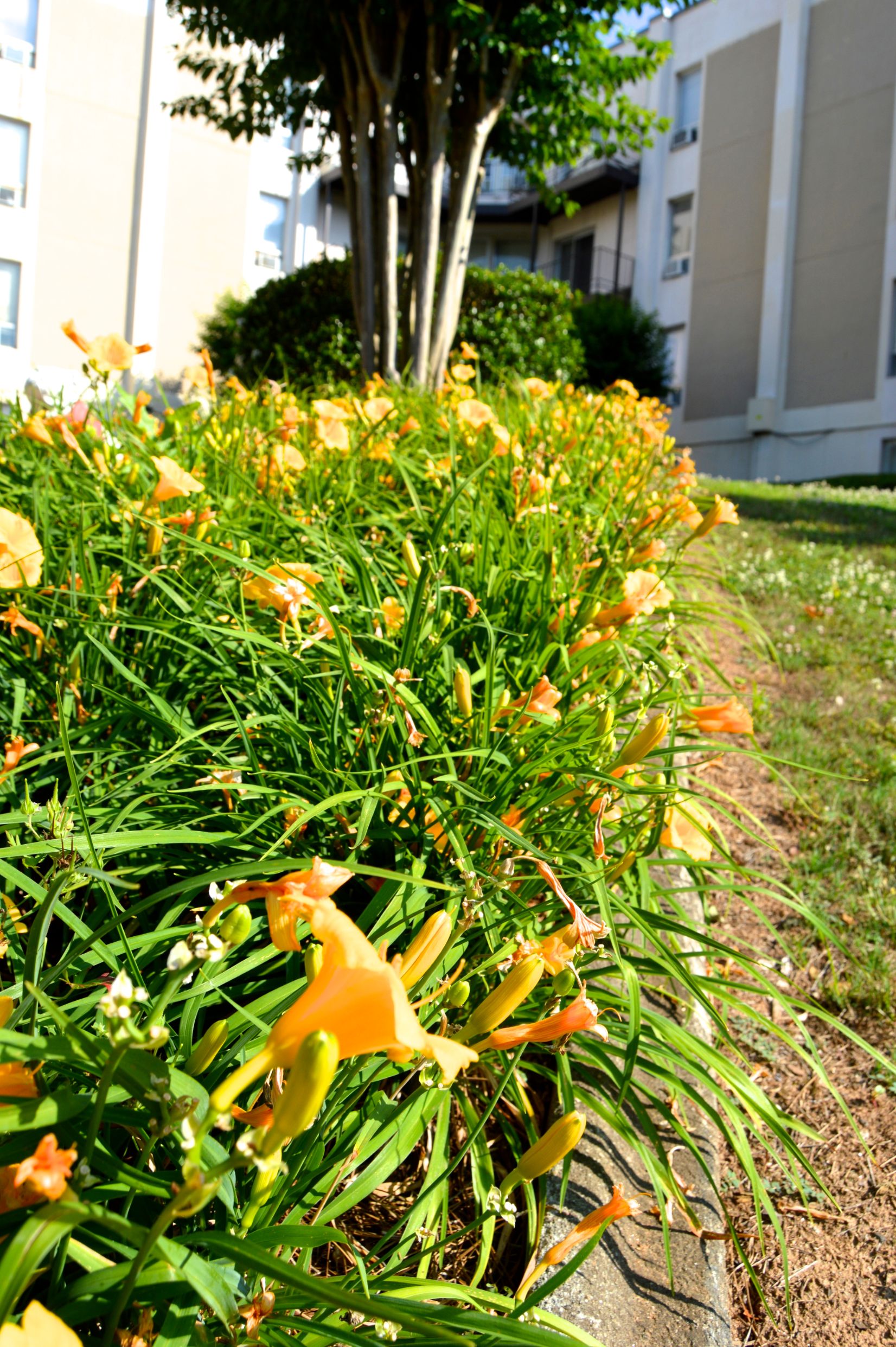 University Garden Photo