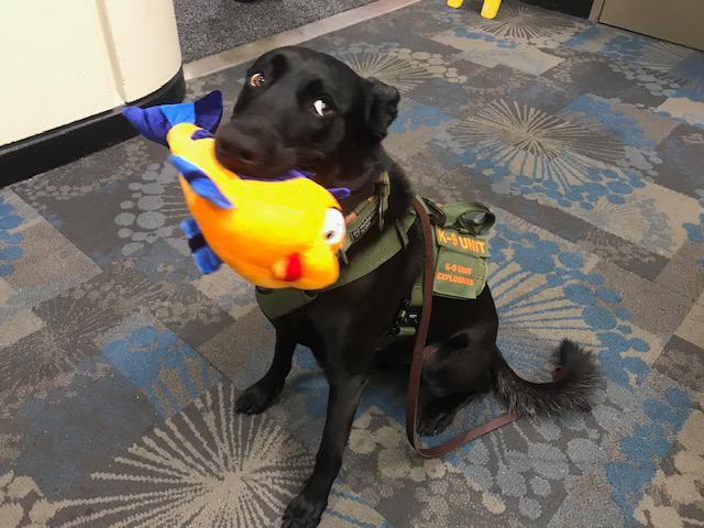 Images PilotFish, Inc