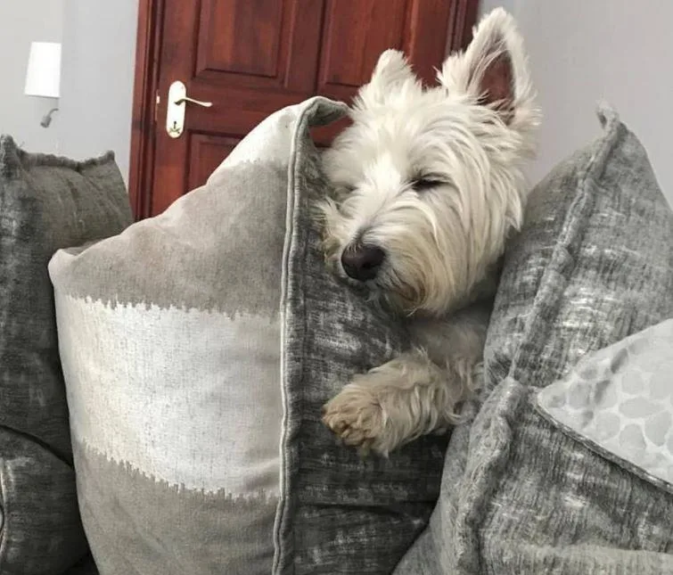 Images Mack's Pet Care