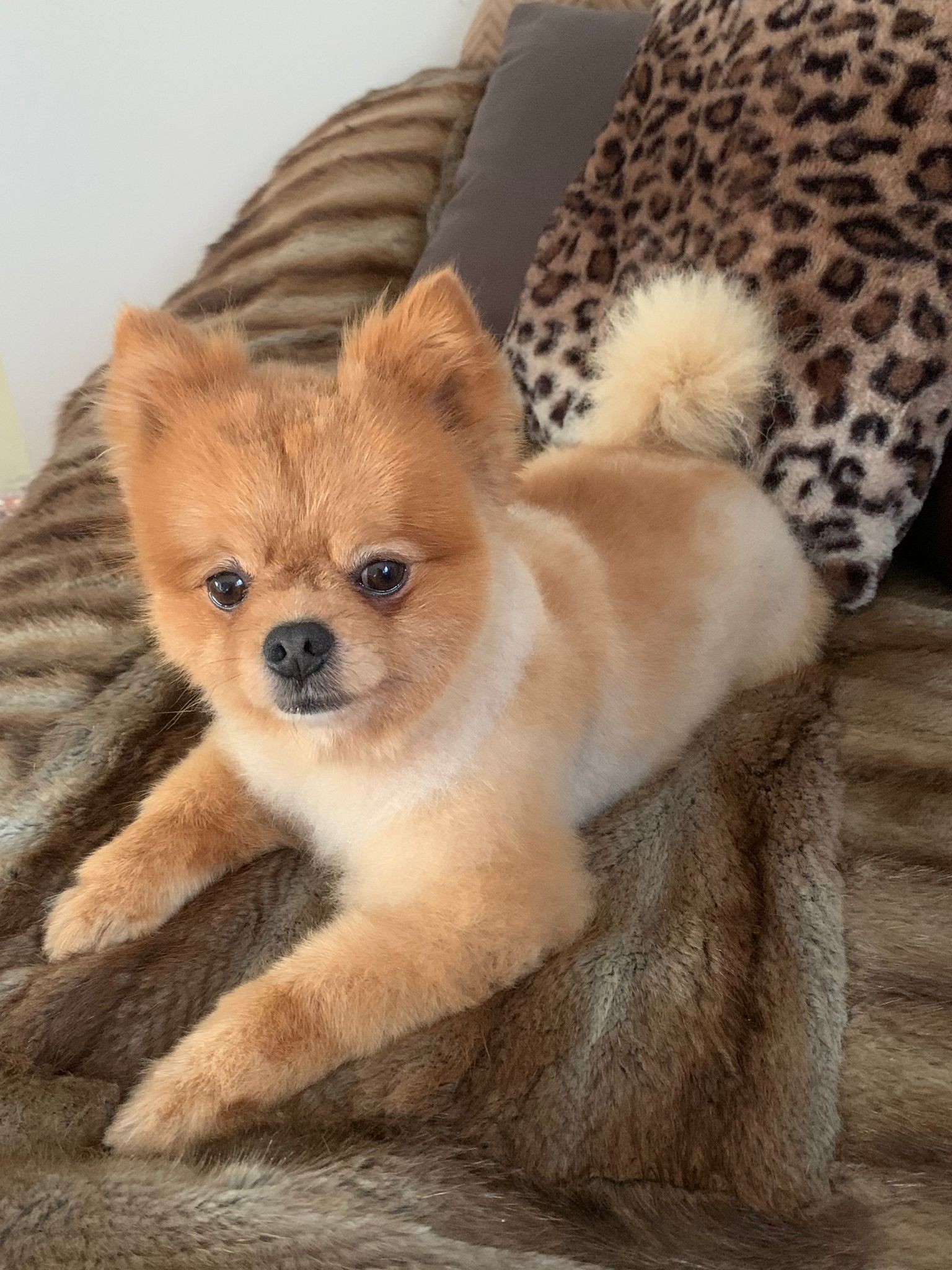 Bild 2 von Funny Crazy Dogs - Hundesalon