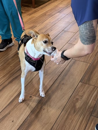Images VCA Sanibel Animal Hospital