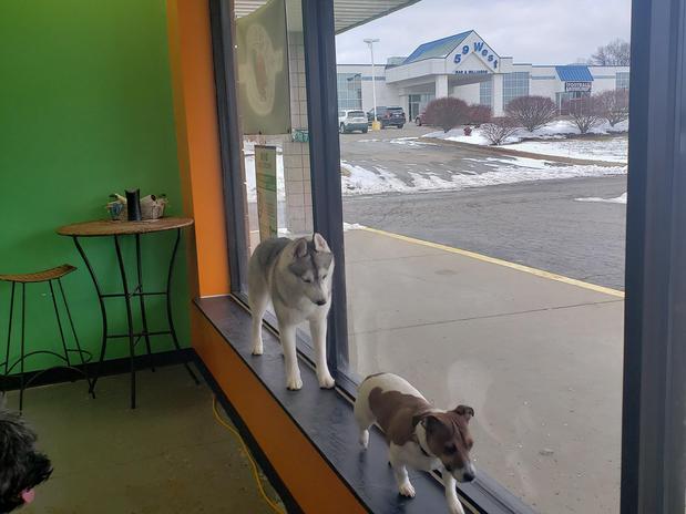 Images Highland Pets