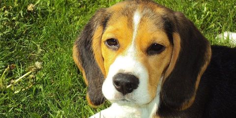 How to Choose the Best Dog Boarding Facility in Cincinnati Anderson Township Family Pet Center Cincinnati (513)231-7387