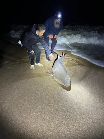 Images NSB Shark Hunters
