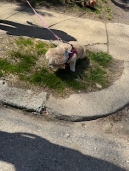 Images Poopie Scoopers r-us Sir Scoop