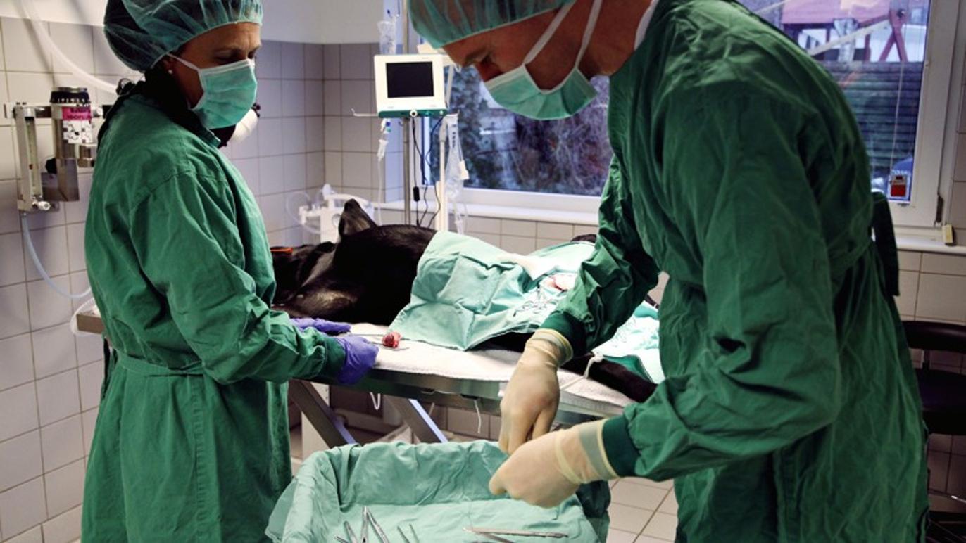 Images Dyrehospitalet 9000 ApS