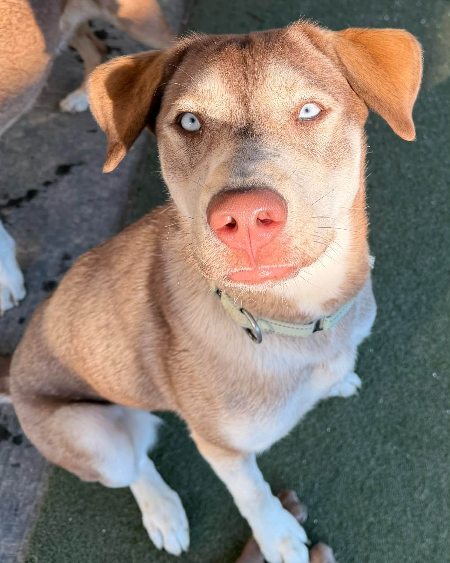 Our April adoption dog is Junie! Look at those eyes! This active, happy girl is building great manners with a trainer, loves fetch, enjoys other dogs, and thrives outdoors. Adoption fee includes a $150 PetSmart gift card!