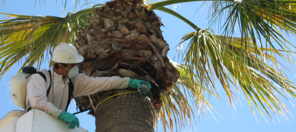 Images Newbury Park Tree Service