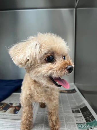 Images Melrose La Brea Animal Hospital