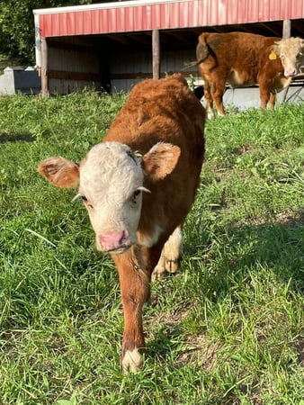Images KP Ranch