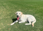 Images Dog Pawpa K9 Connection
