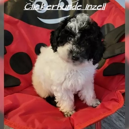 Beate Winklmann- mobile Hundeschule in Inzell - Logo