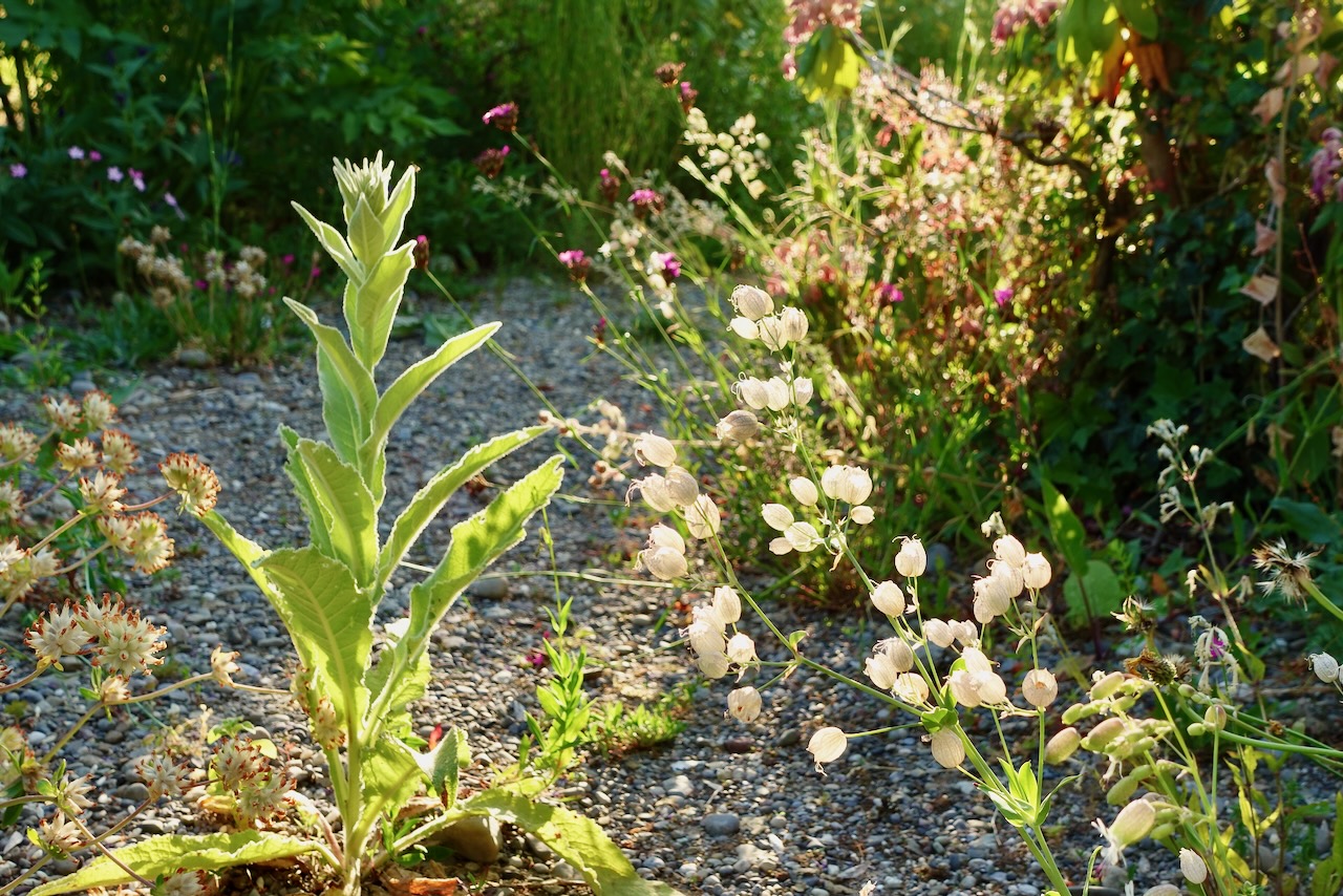 Bilder Wildblumendienst
