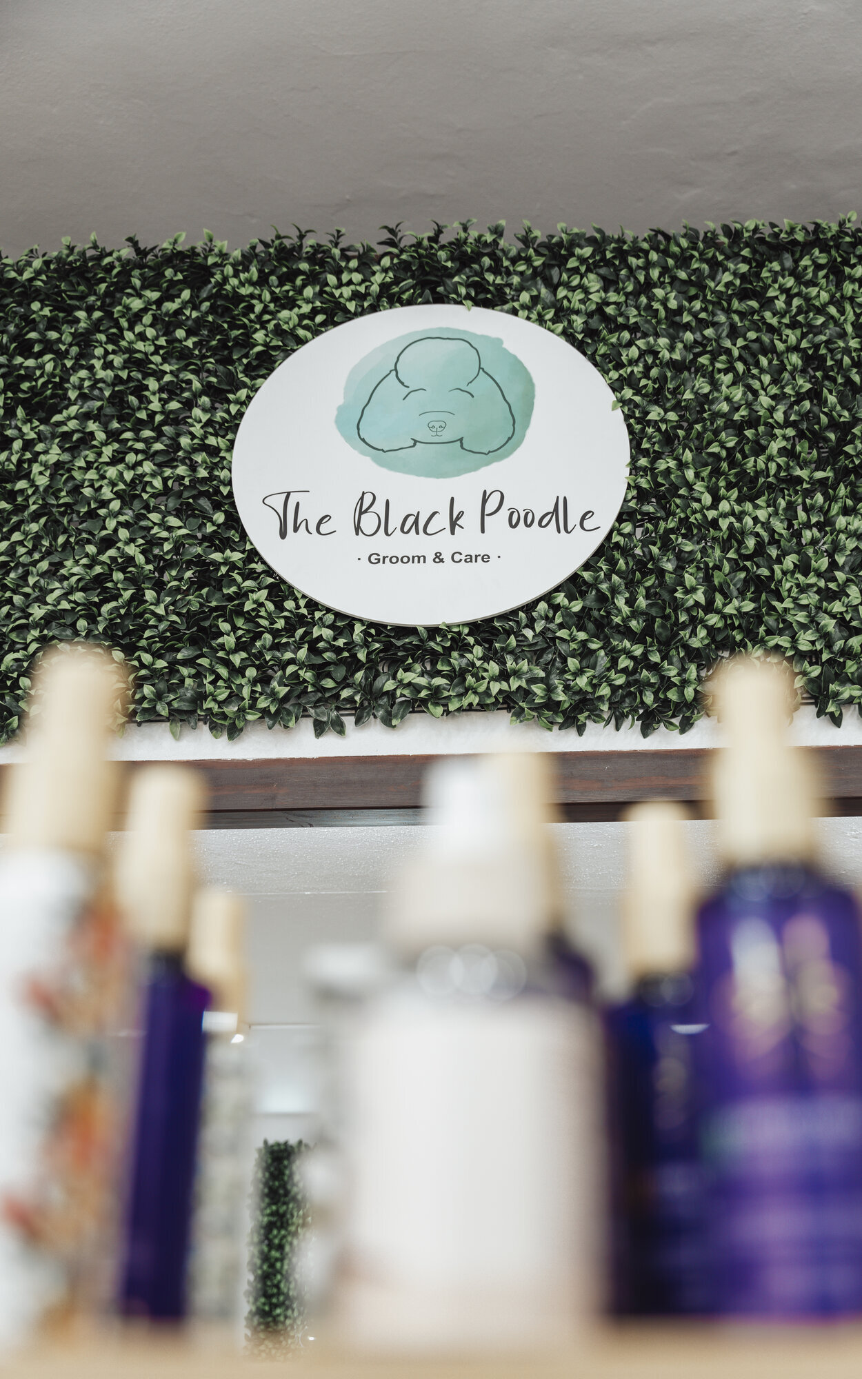 Images The Black Poodle Groom & Care S.L.