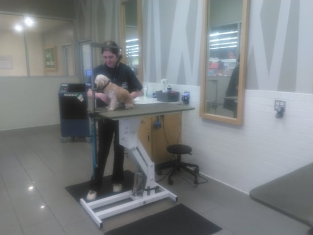 Images Petco Grooming