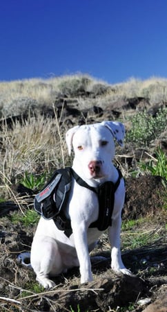 Images Great Outdogs