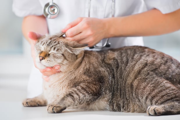 Images Banfield Pet Hospital