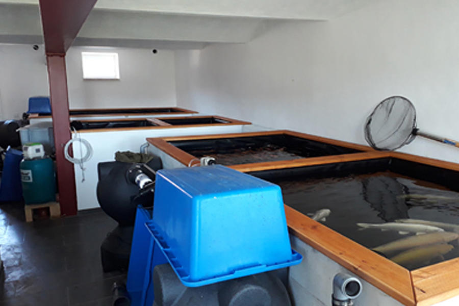 Koi Farm Zwickau, Schneeberger Straße 75 in Kirchberg