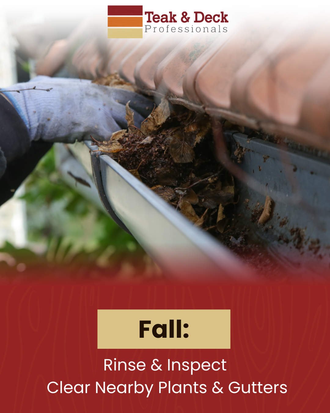 Close-up of leaves and debris being cleared from a gutter, highlighting fall maintenance by rinsing, inspecting, and clearing nearby plants and gutters.