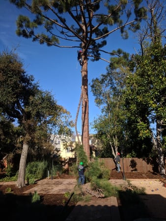 Images JC Tree Care & Landscape