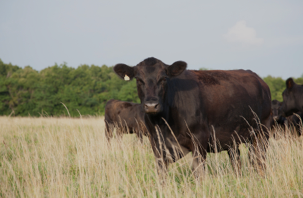 Images Bay City Veterinary Clinic & Equine Hospital