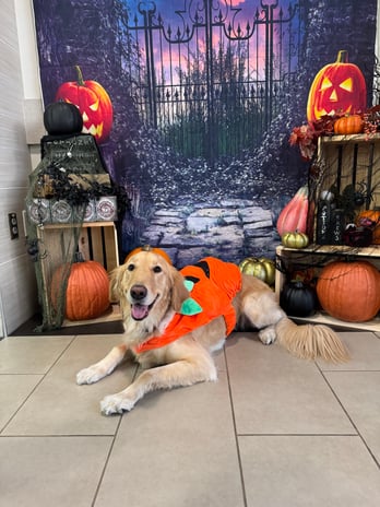 Images VCA West Los Angeles Animal Hospital