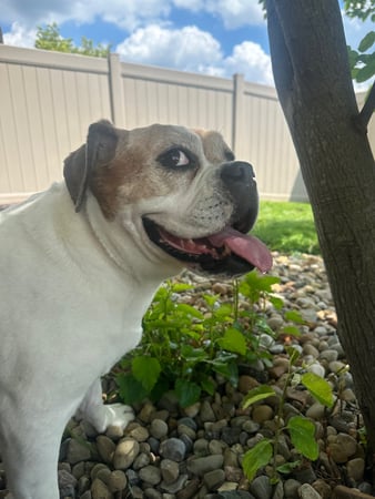 Images VCA Green Animal Hospital