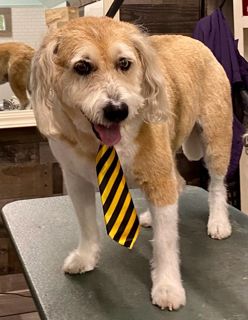 Sittin' Pretty Pet Grooming